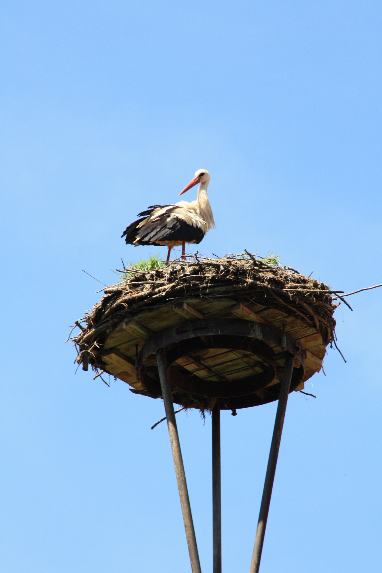 stork stork nest stork free photo