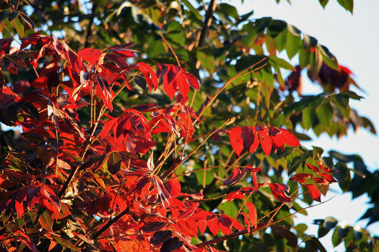 cape ash leaves tree leaves free photo