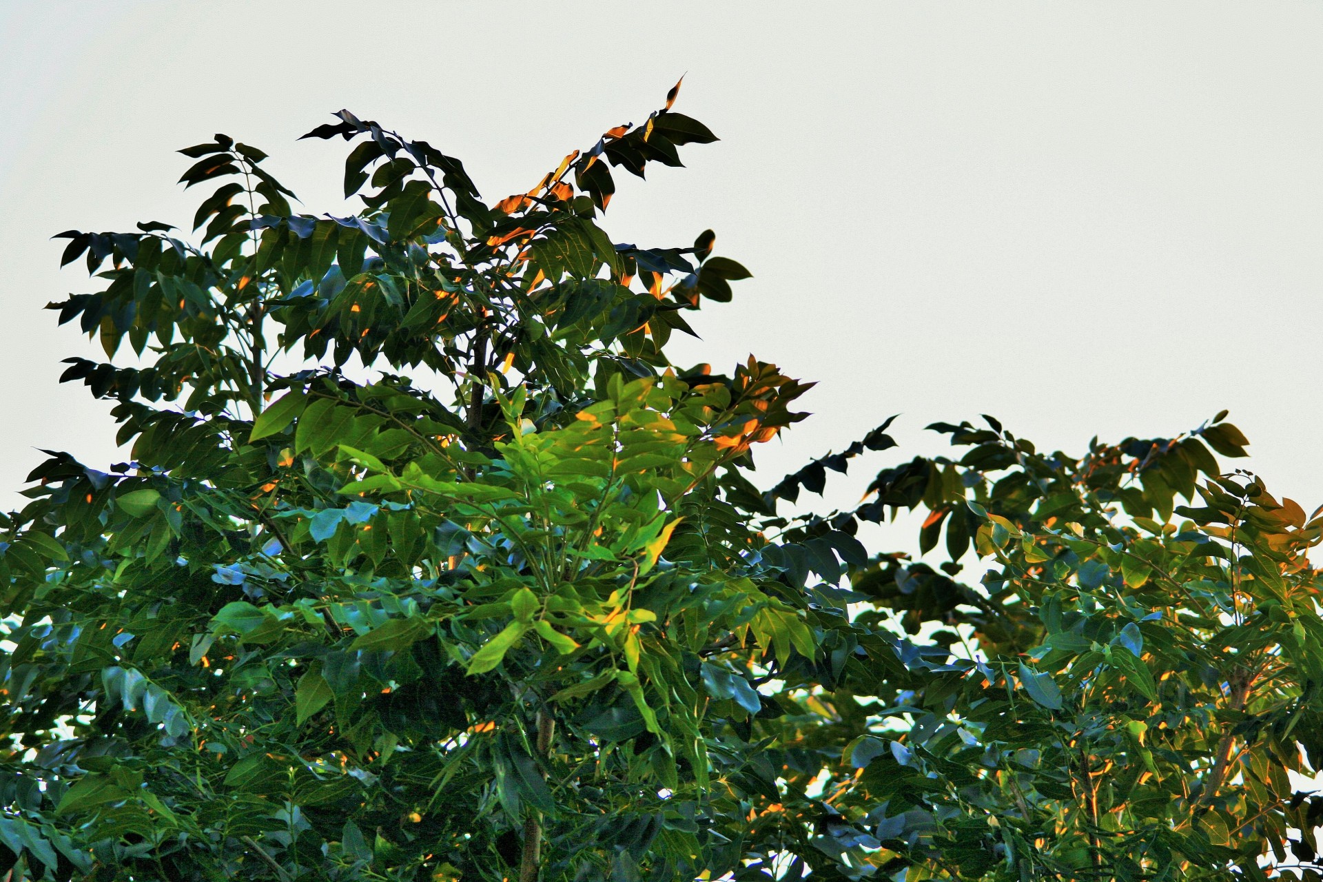 tree cape ash foliage free photo