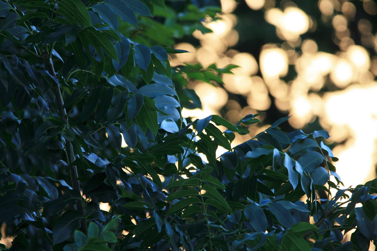 cape ash tree tree green free photo