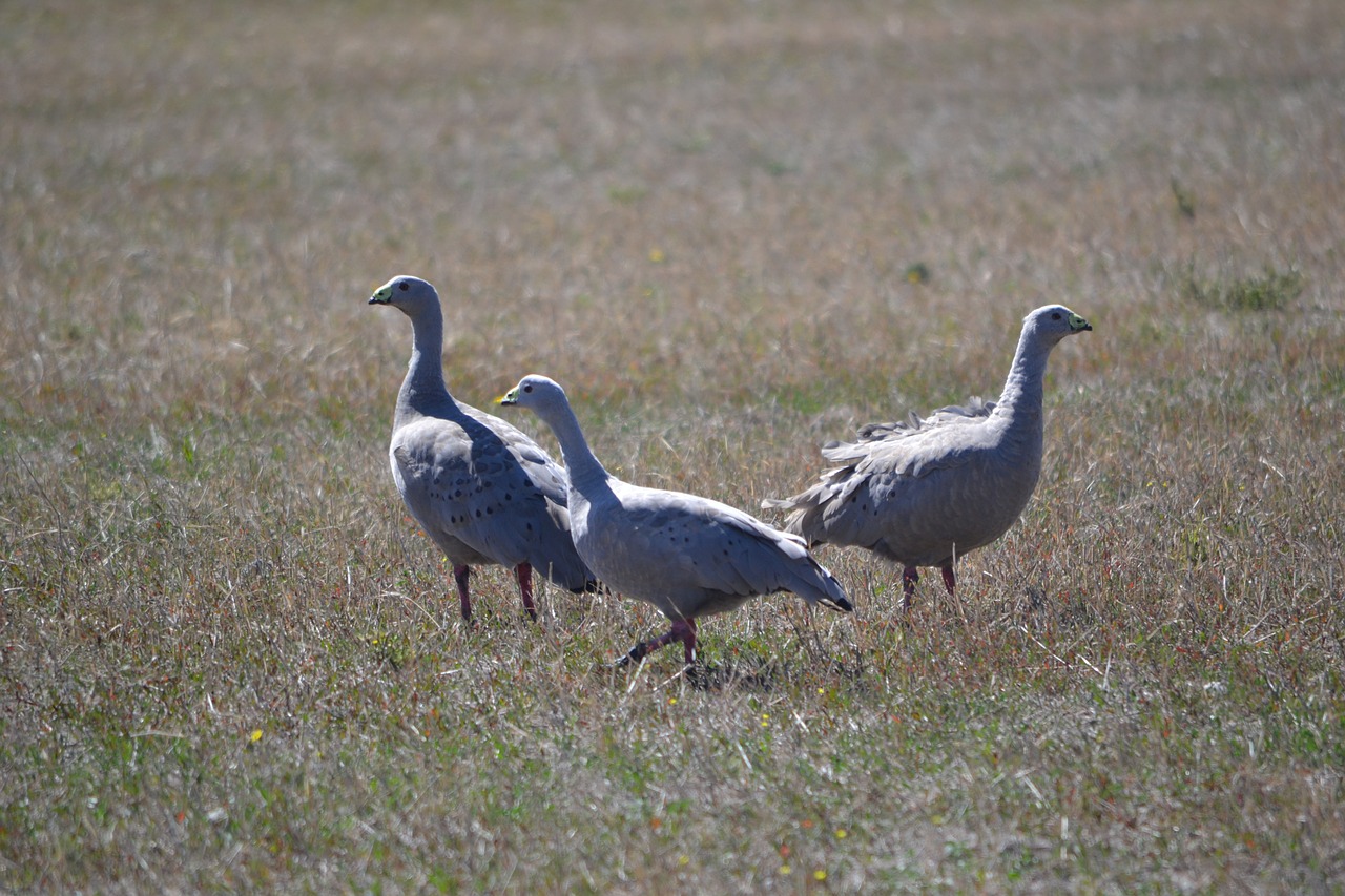 cape barren geese geese animal free photo