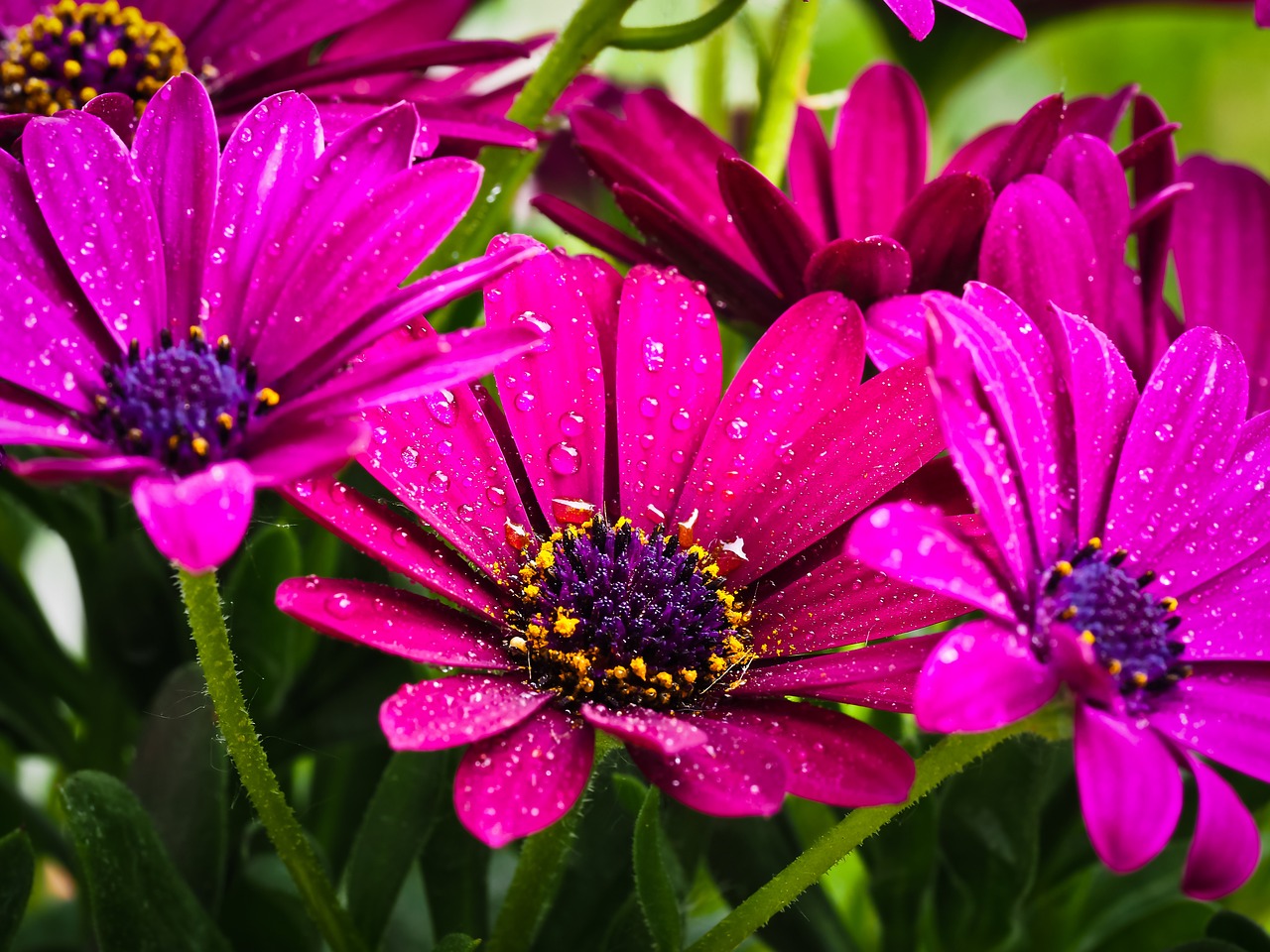 cape basket flower composites free photo