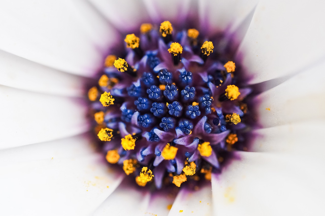 cape basket flower composites free photo