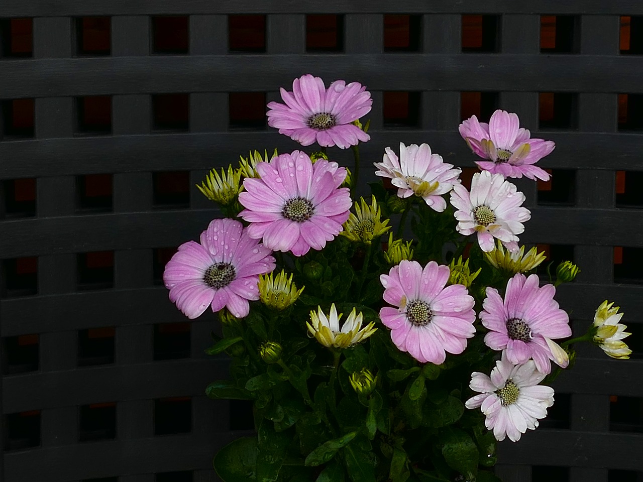 cape basket  osteospermum  flower delicate free photo