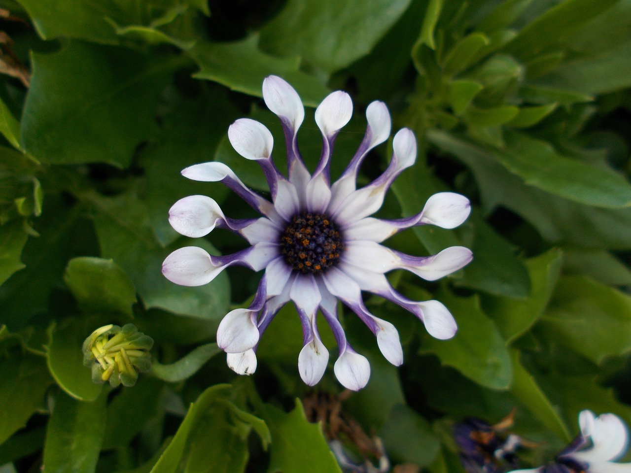 cape basket  nature  flower free photo