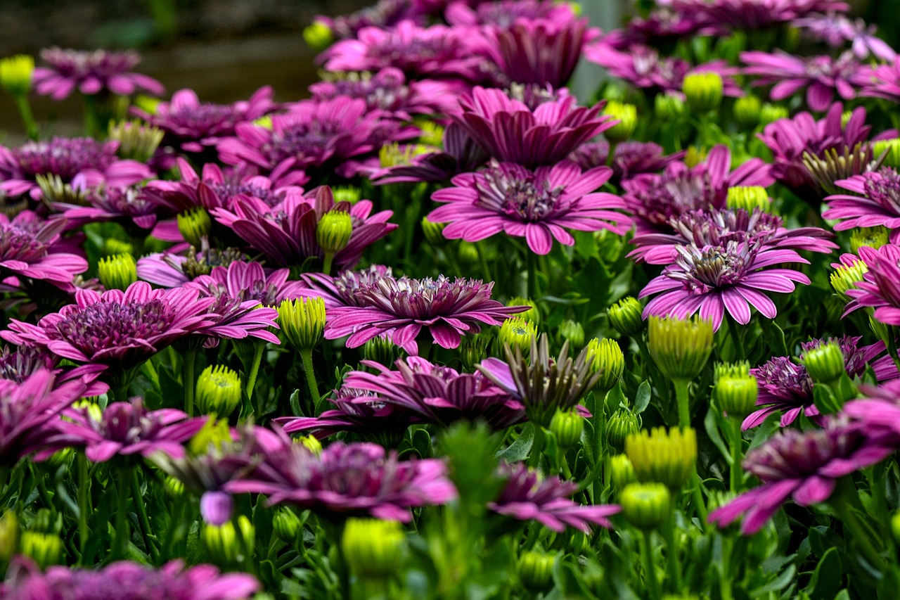 cape basket  flowers  colorful free photo