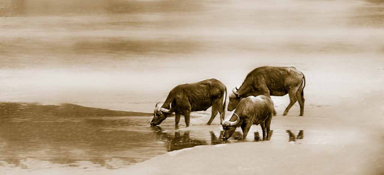 cape buffalo water river free photo