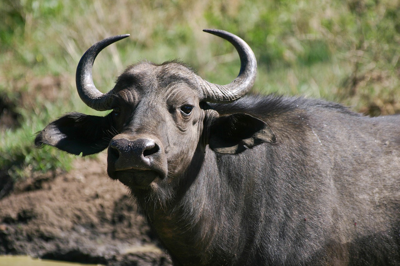 cape buffalo big 5 bovine free photo