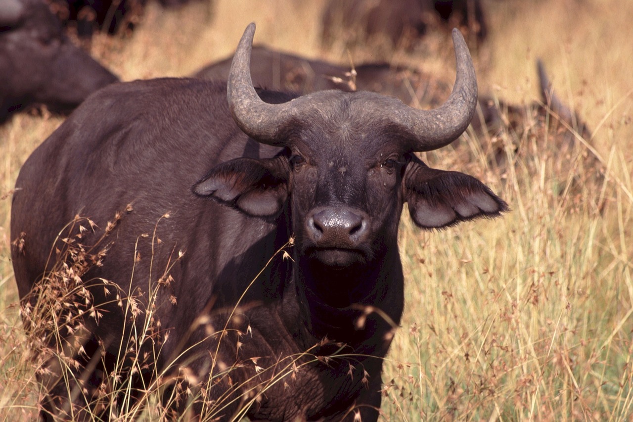 cape buffalo africa wildlife free photo