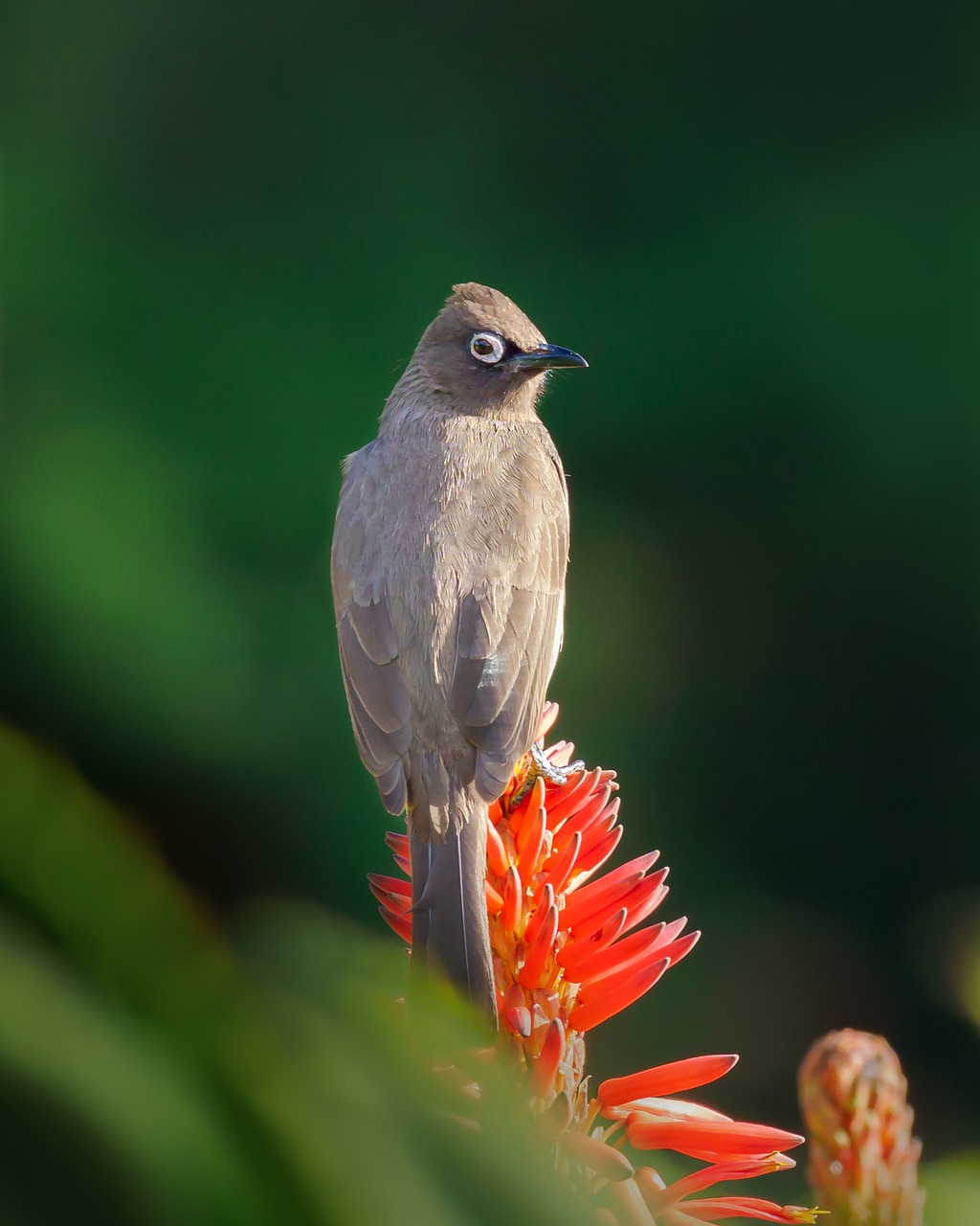 cape bulbul  bird  nature free photo