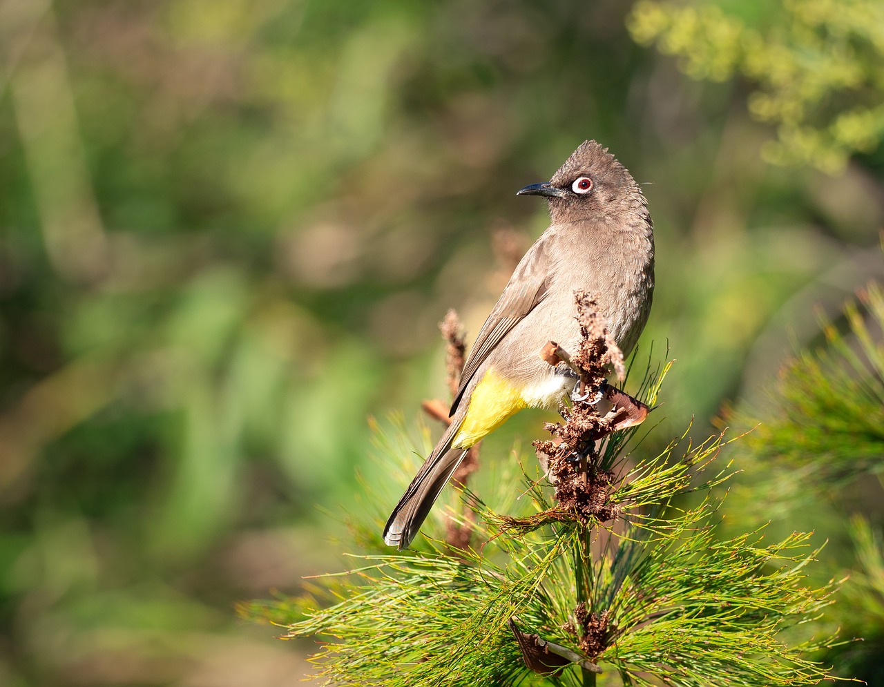 cape bulbul  bird  nature free photo