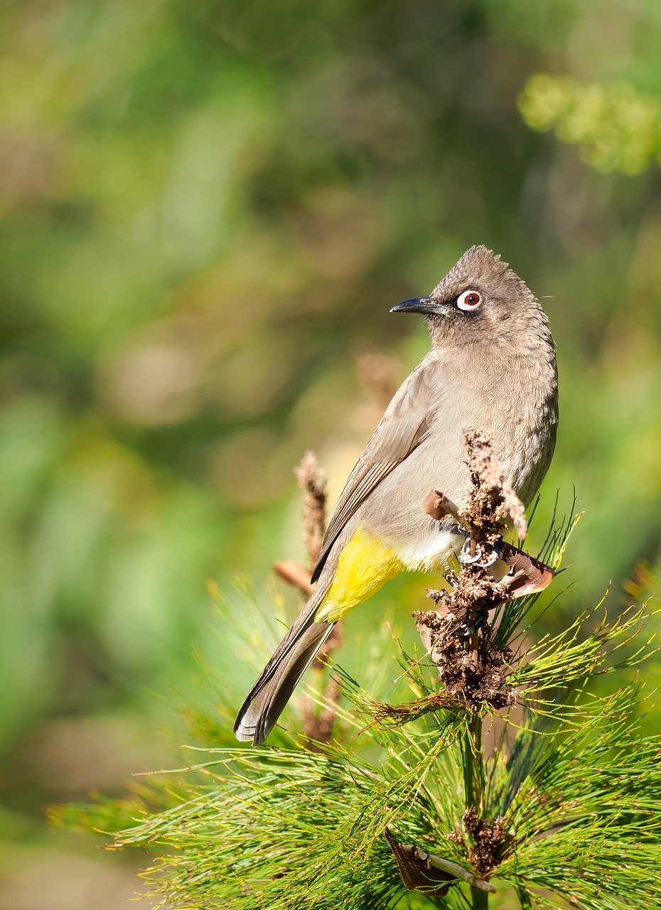 cape bulbul  bird  avian free photo