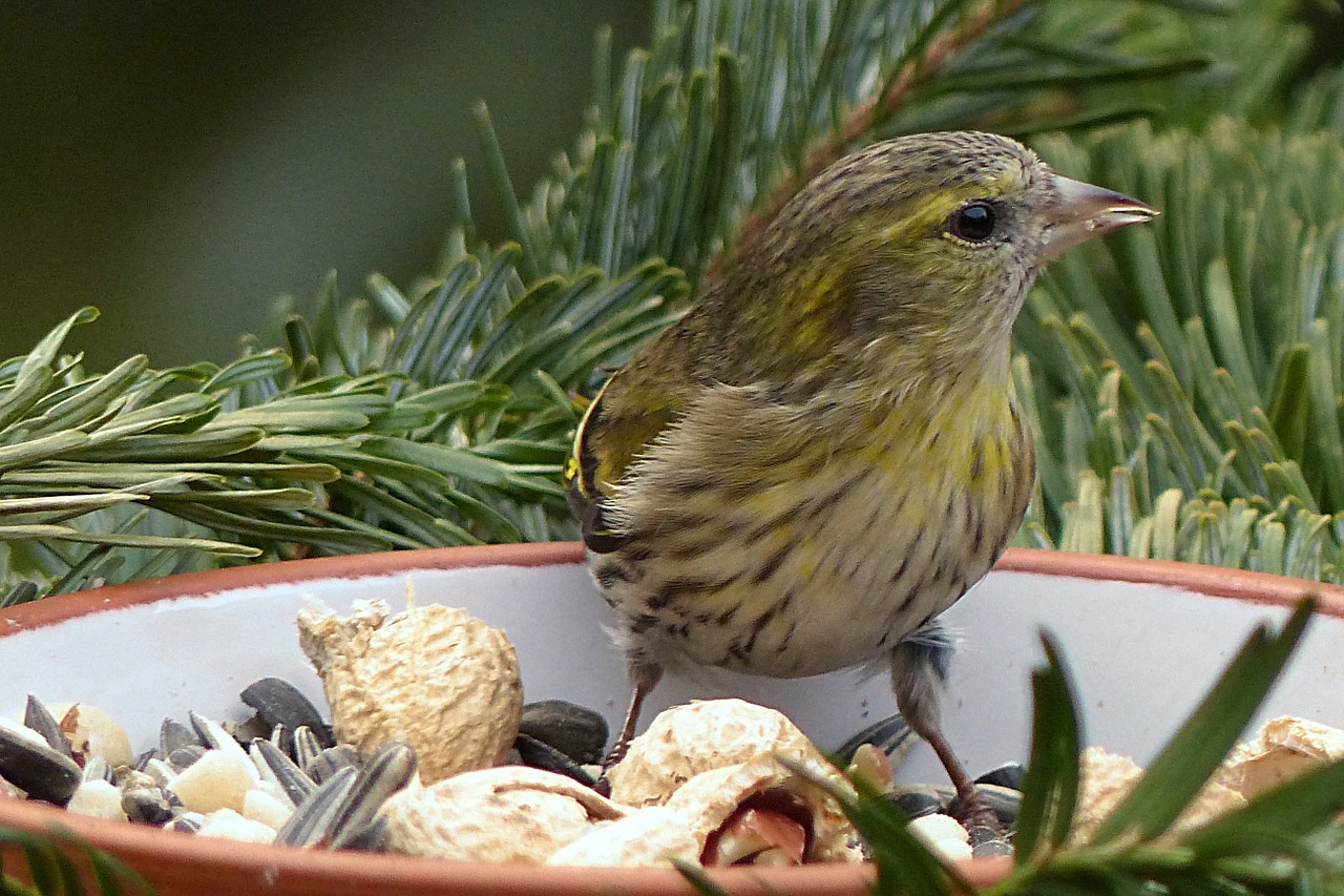 cape canary serinus female free photo