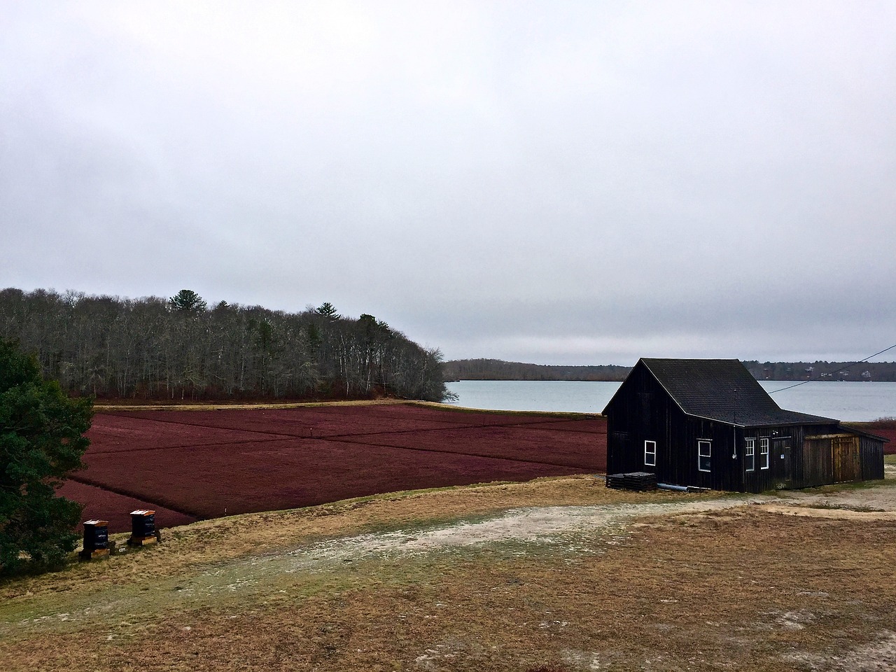 cape cod cranberry bog free photo