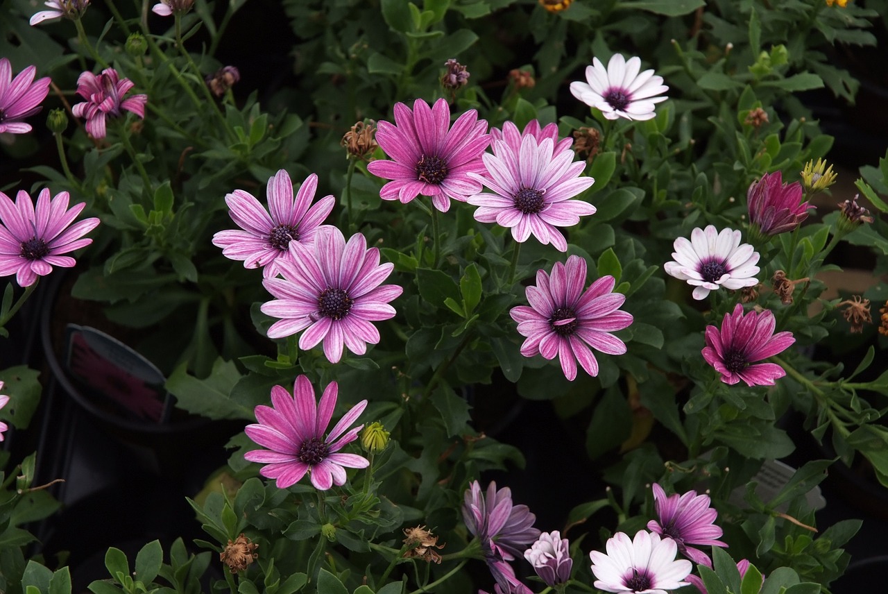 african daisy cape daisies pink daisies free photo