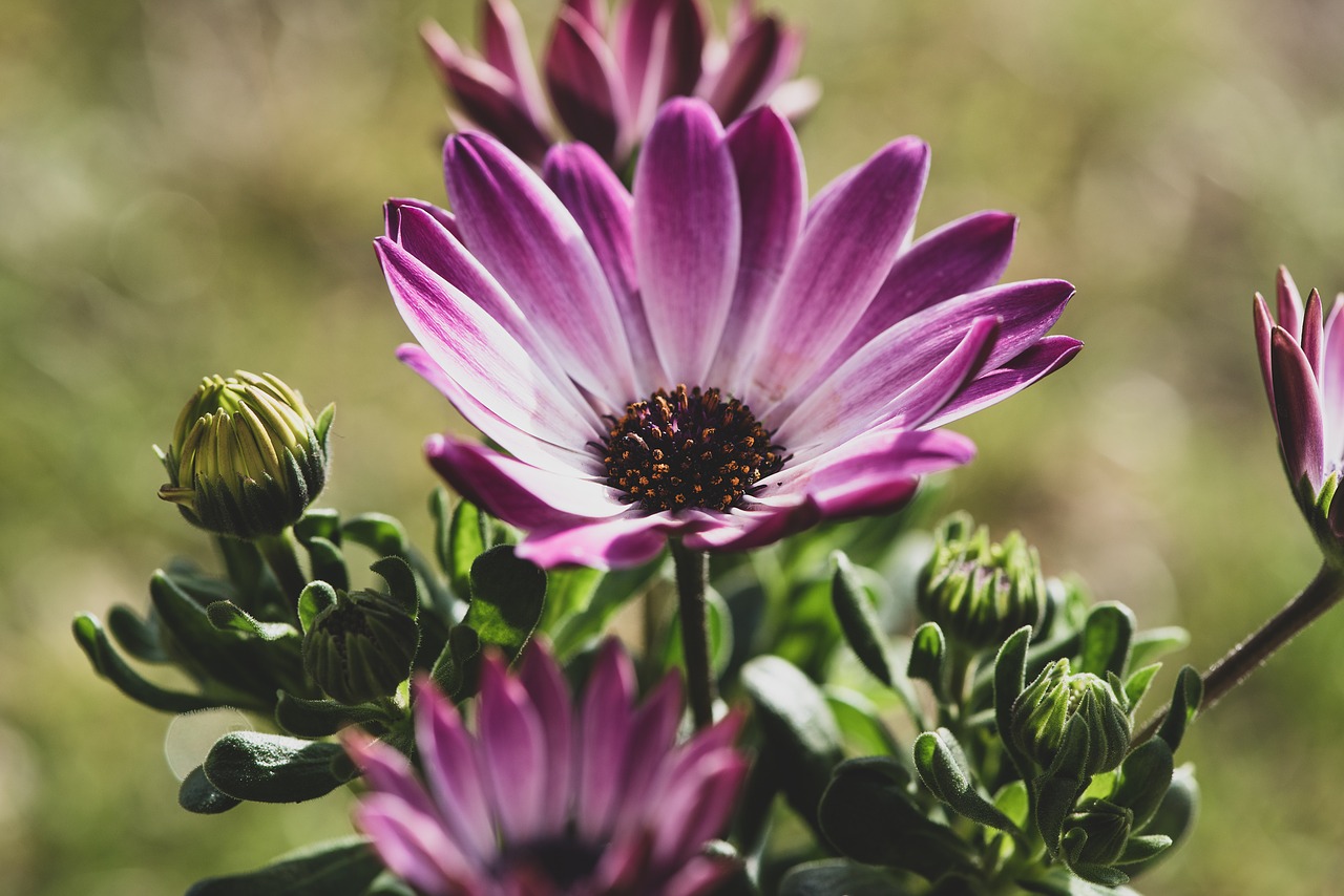 cape daisies  flowers  plant free photo