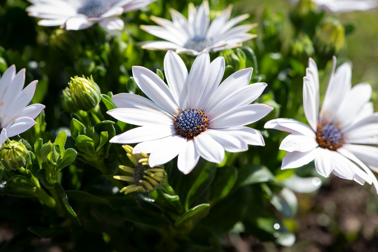 cape daisies  flowers  plant free photo