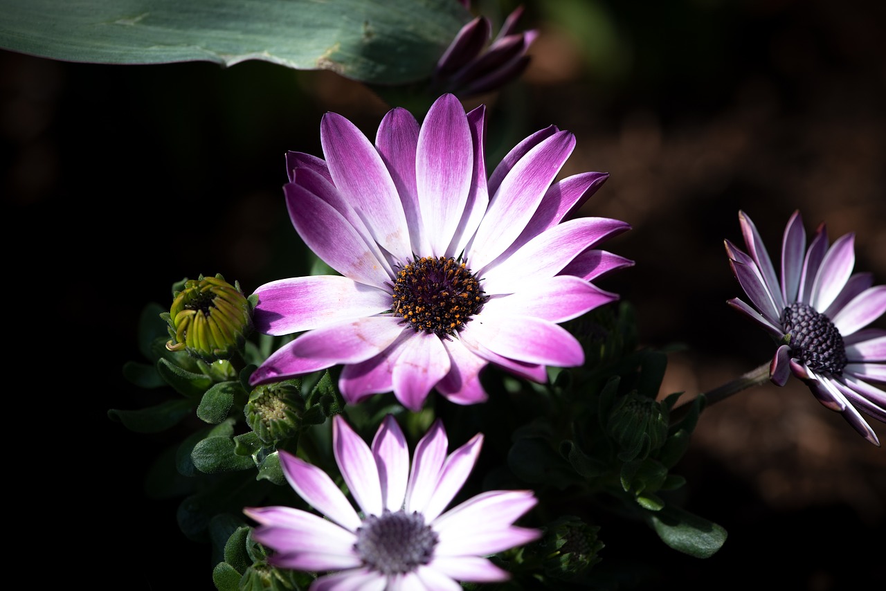 cape daisies  flowers  purple free photo