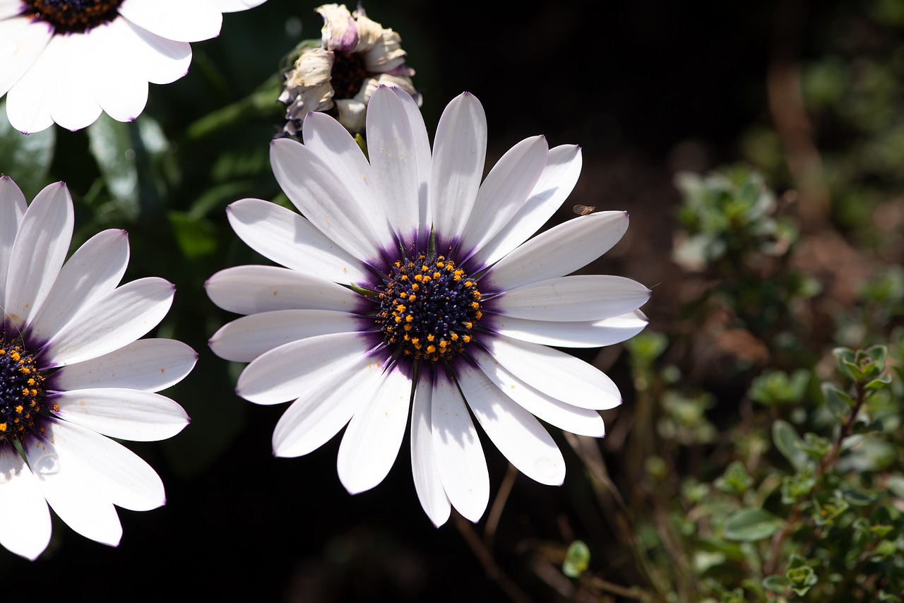 cape daisies  flowers  white free photo