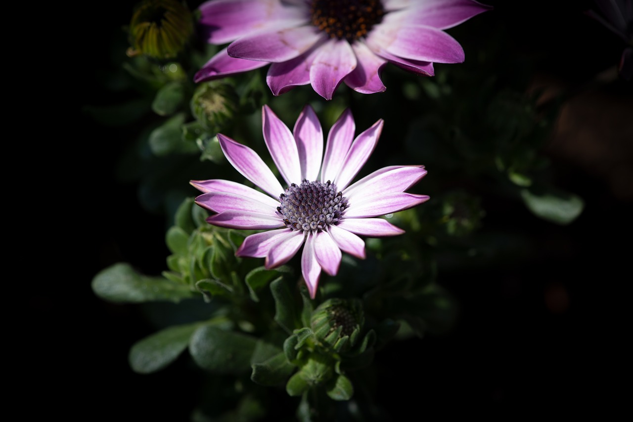 cape daisies  flowers  purple free photo