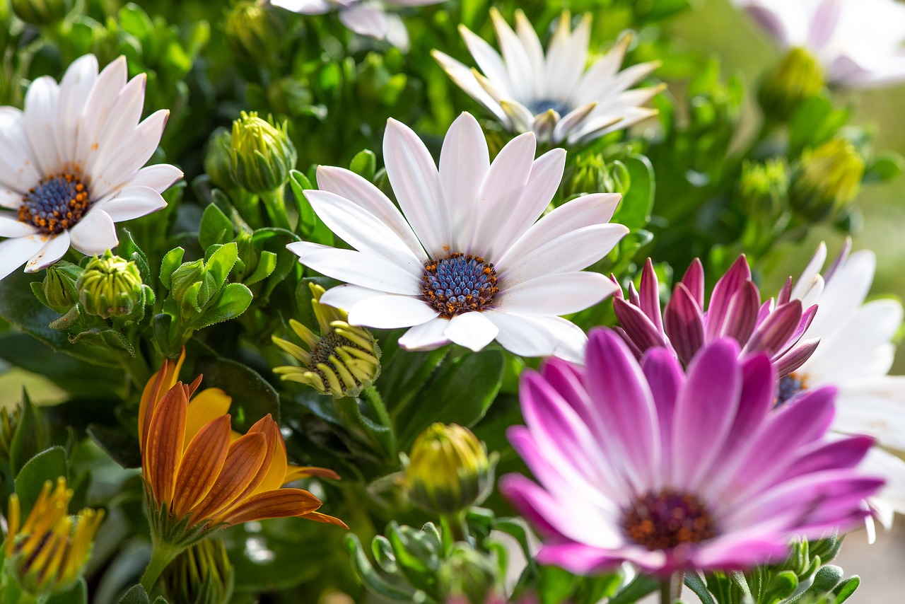 cape daisies  flowers  colorful free photo