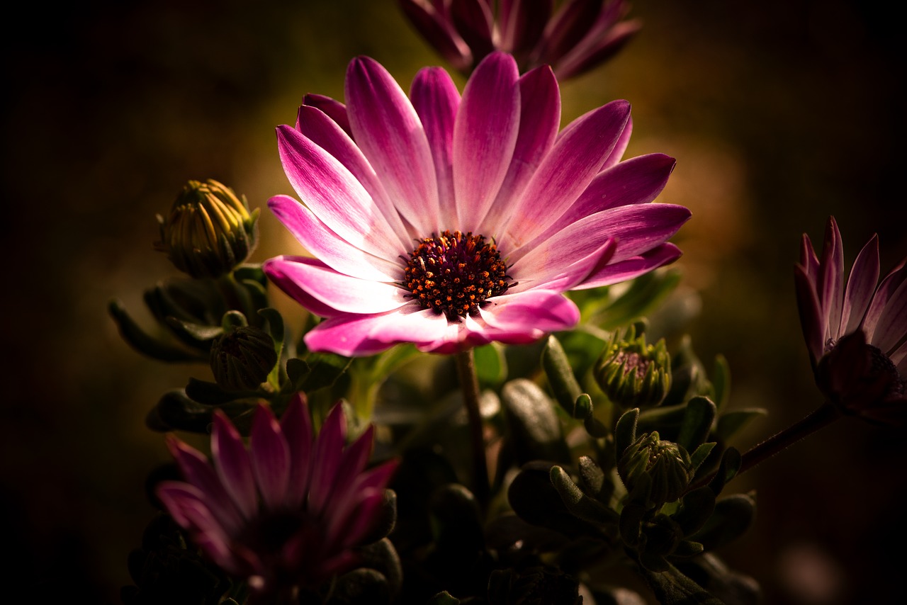 cape daisies  flowers  pink free photo