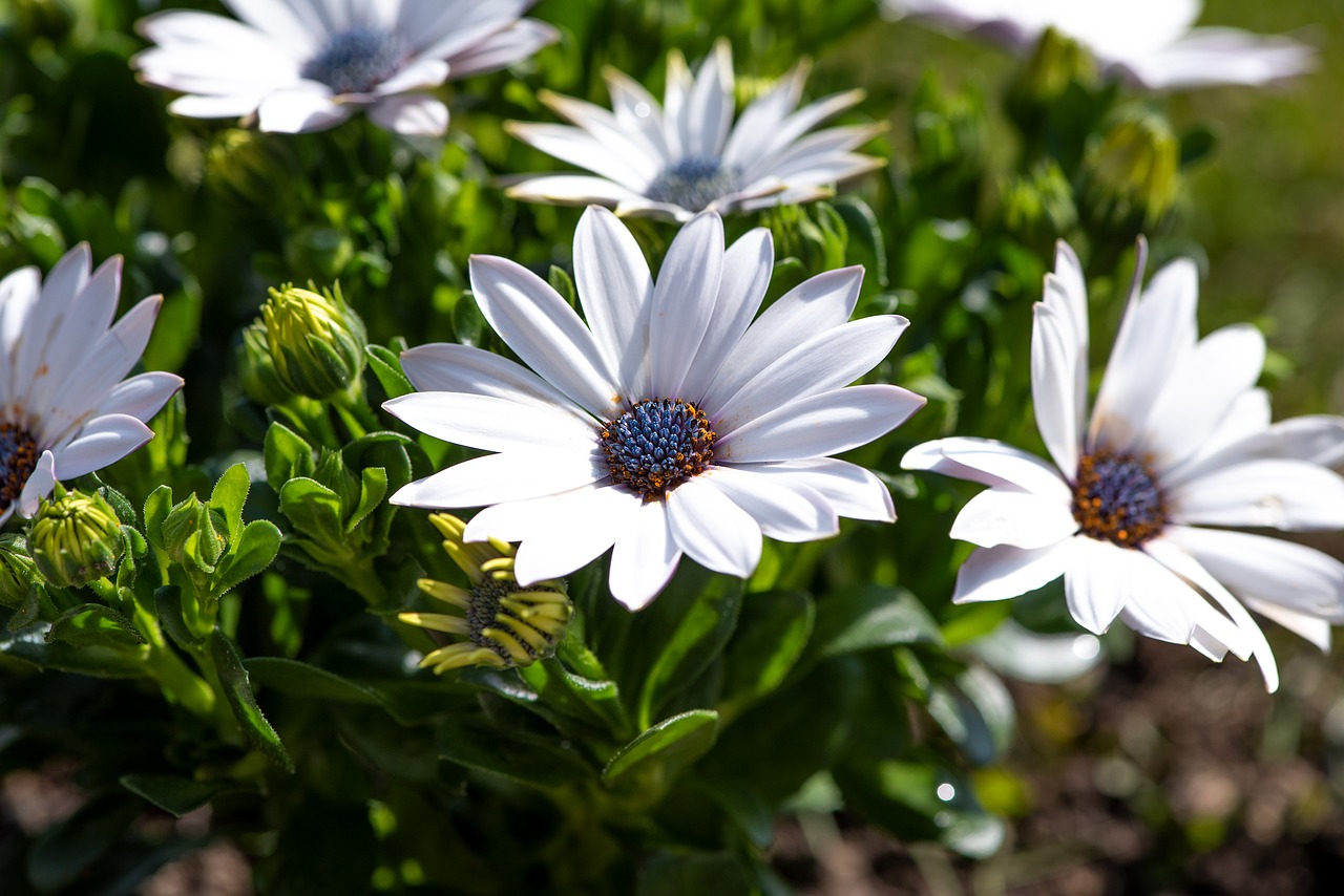 cape daisies  flowers  white free photo