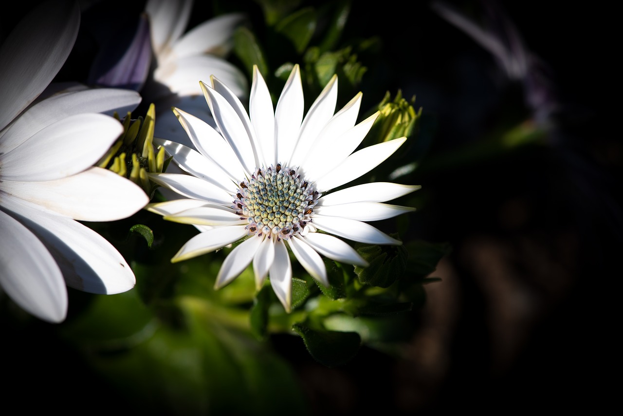 cape daisies  flowers  white free photo