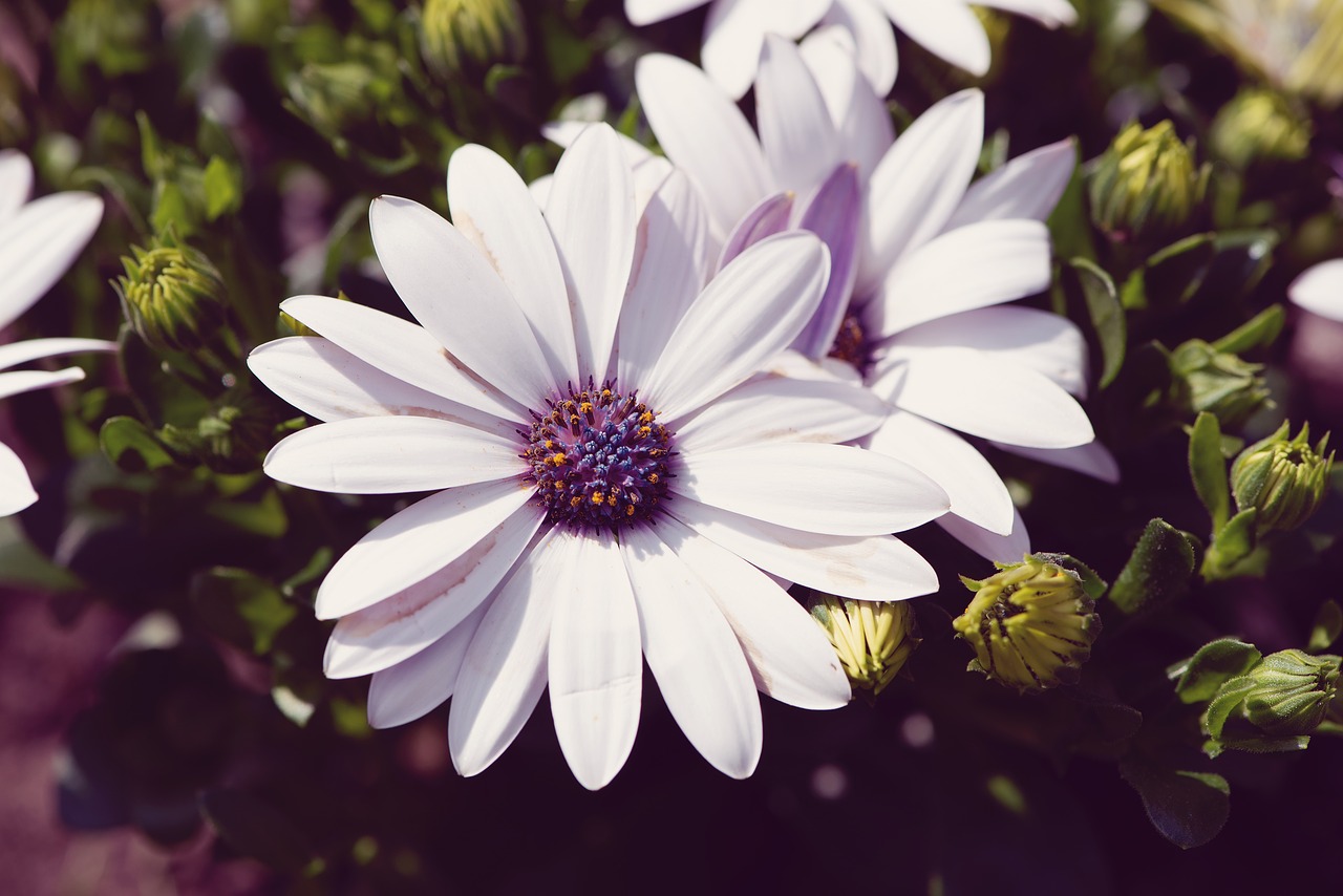 cape daisies  flowers  white free photo