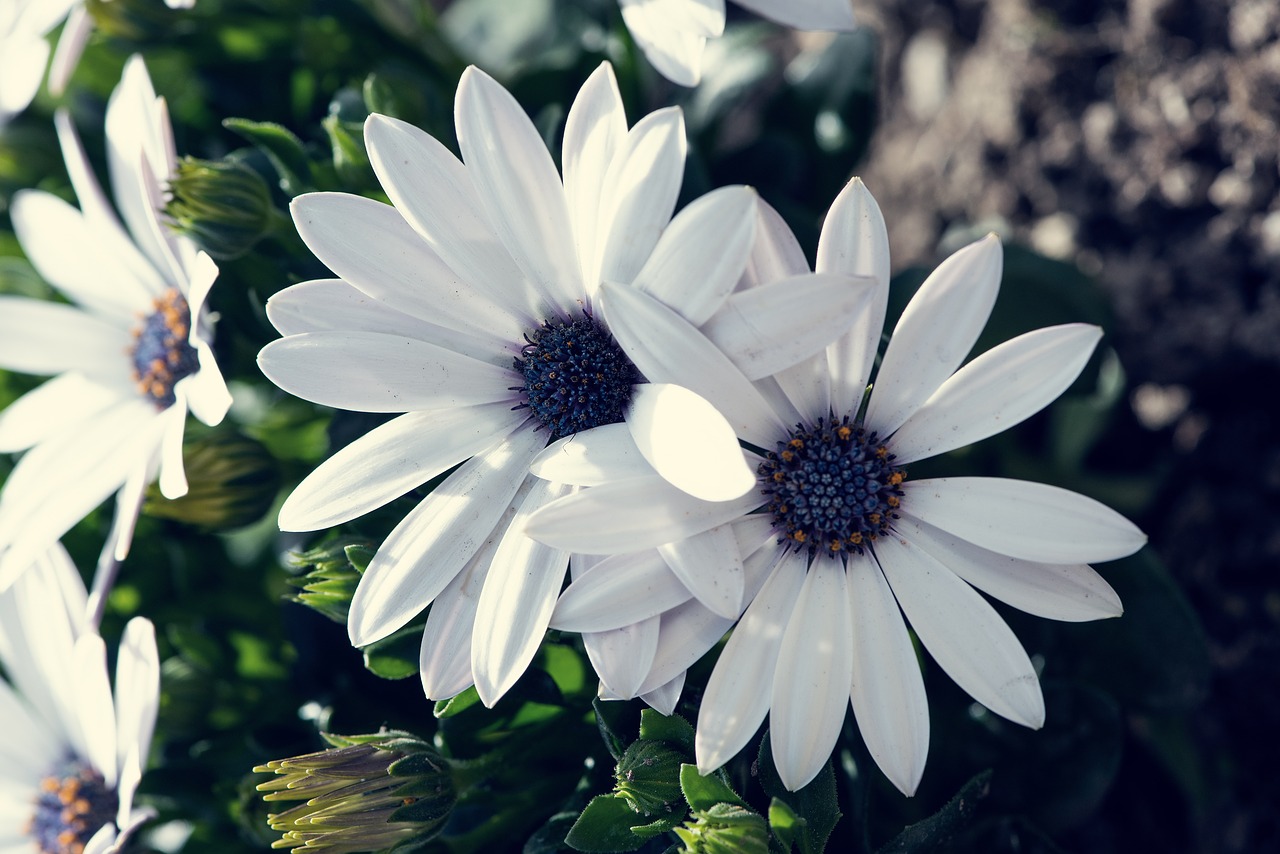 cape daisies  flower  flowers free photo