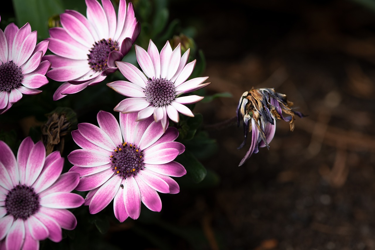 cape daisies  flowers  garden free photo