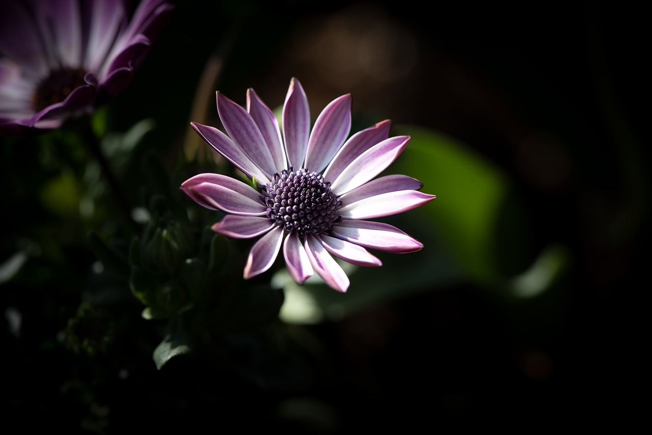 cape daisy  flower  blossom free photo