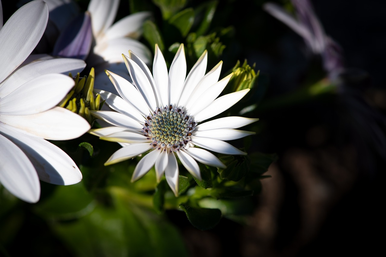 cape daisy  flower  blossom free photo