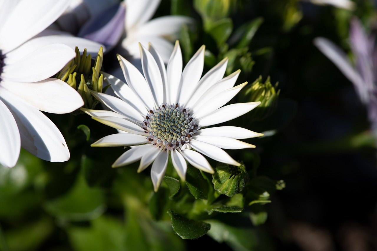 cape daisy  flower  blossom free photo