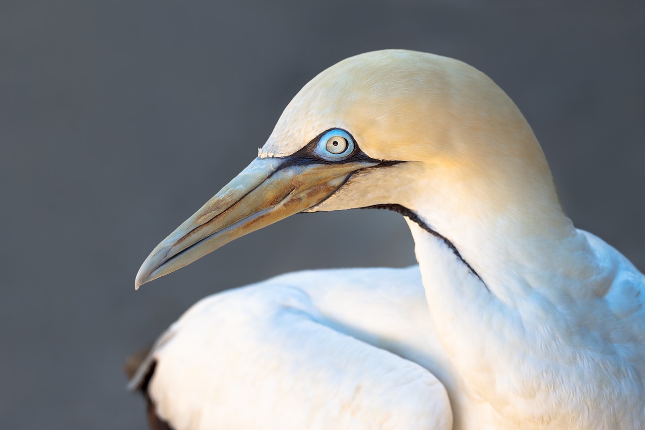 cape gannet bird seabird free photo