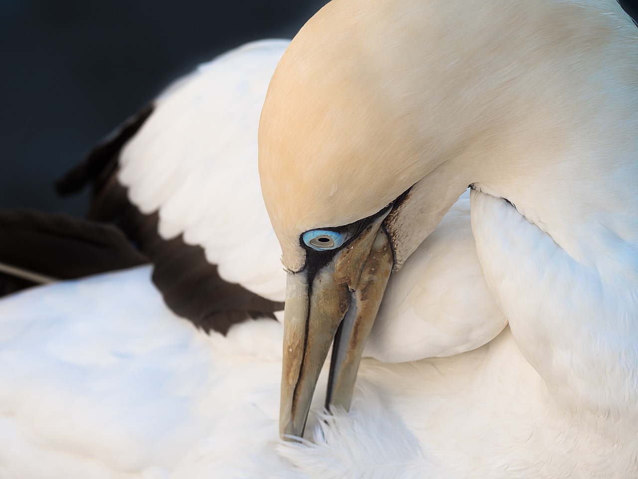 cape gannet preening  bird  avian free photo