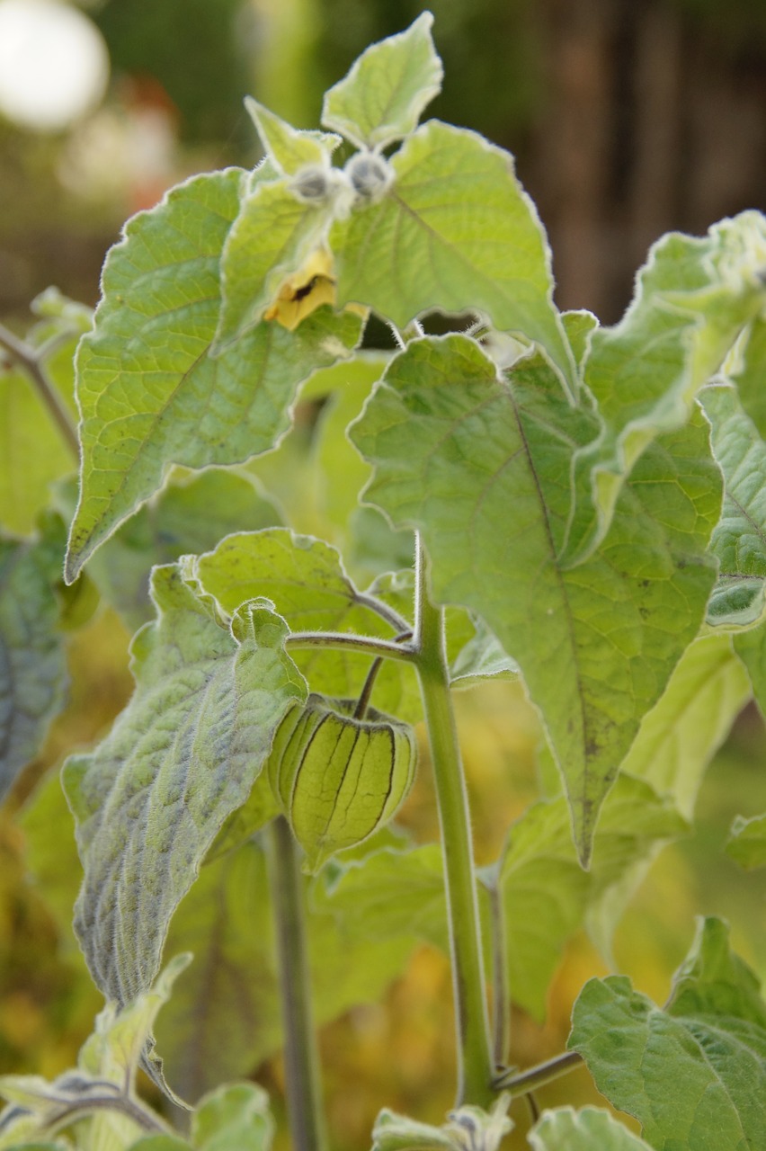 cape gooseberry physalis berry free photo