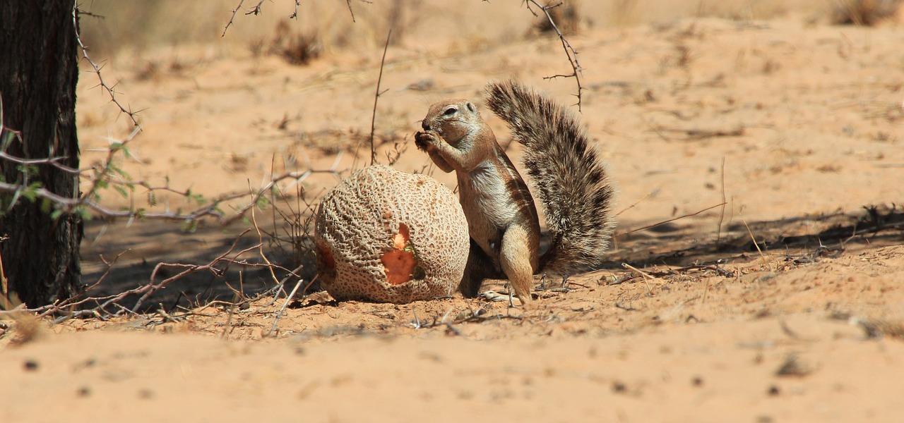 cape ground squirrel eating fruit desert free photo