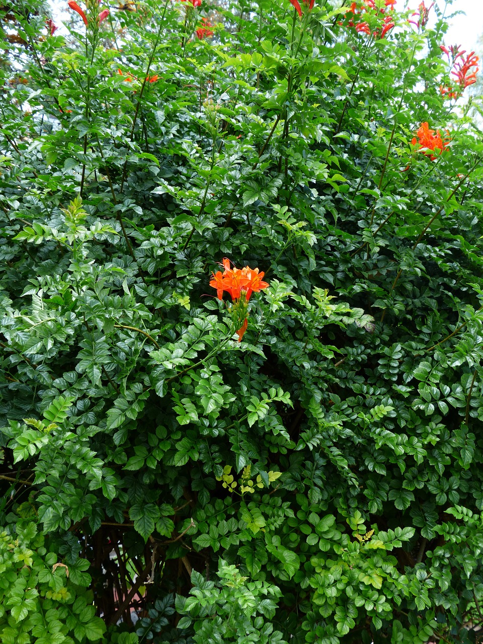cape honeysuckle bush blossom free photo