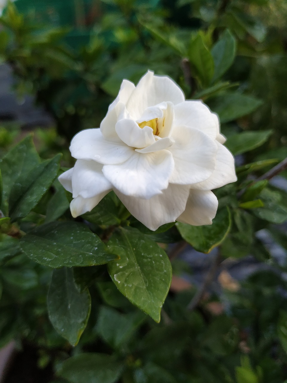 cape jasmine  bloom  flower free photo