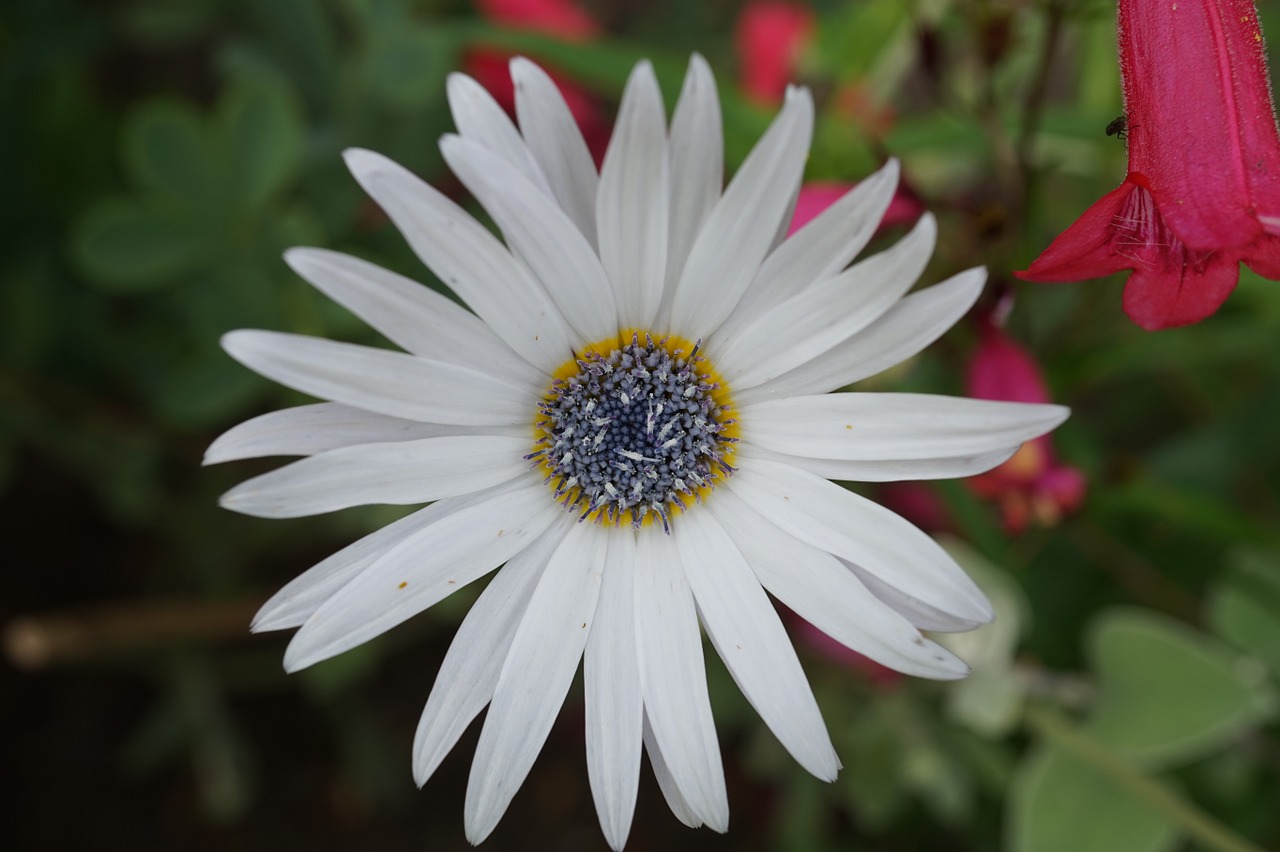 cape margerite white blossom free photo