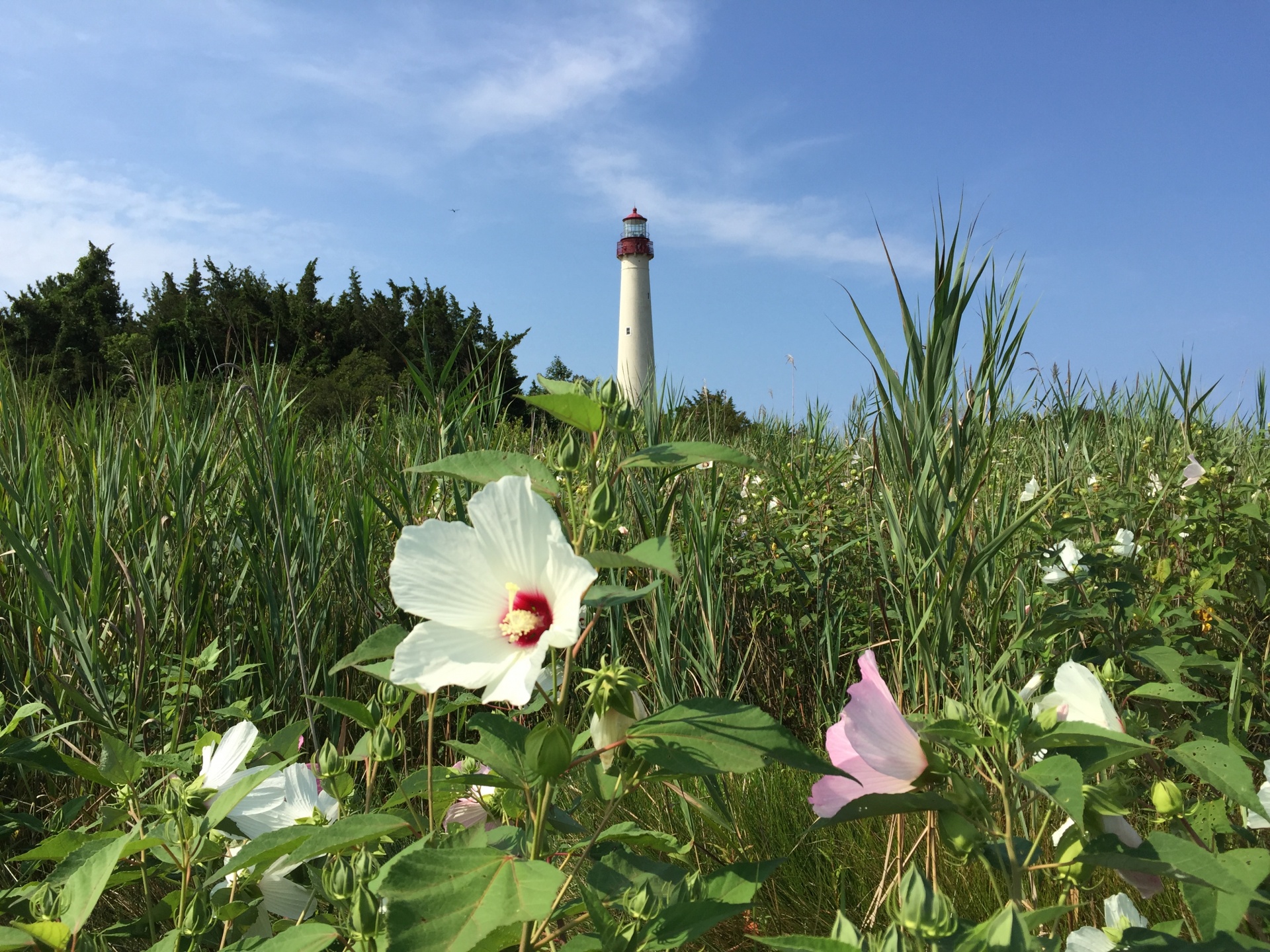 lighthouse cape may free photo