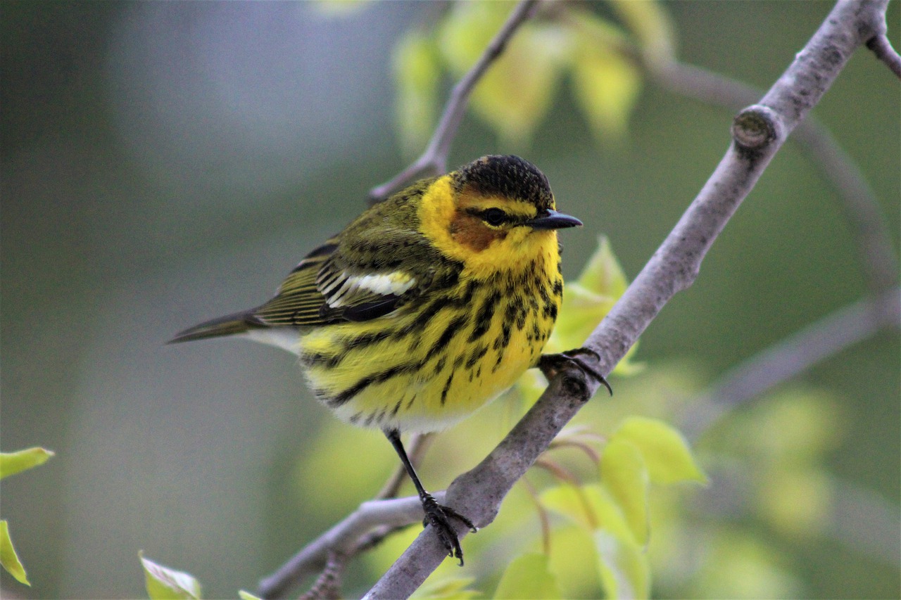 cape may warbler  birds  birding free photo