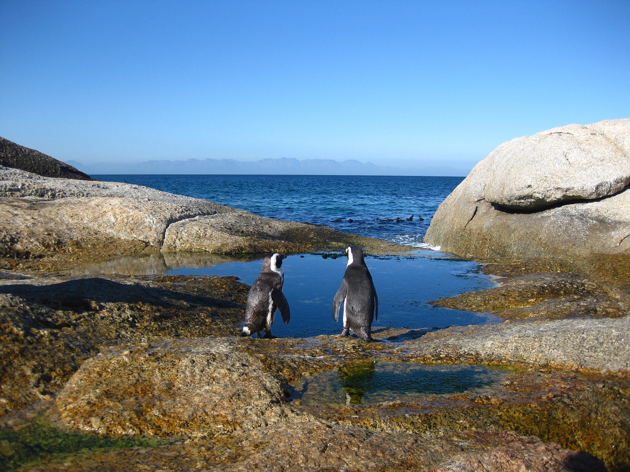 cape of good hope south africa penguins free photo
