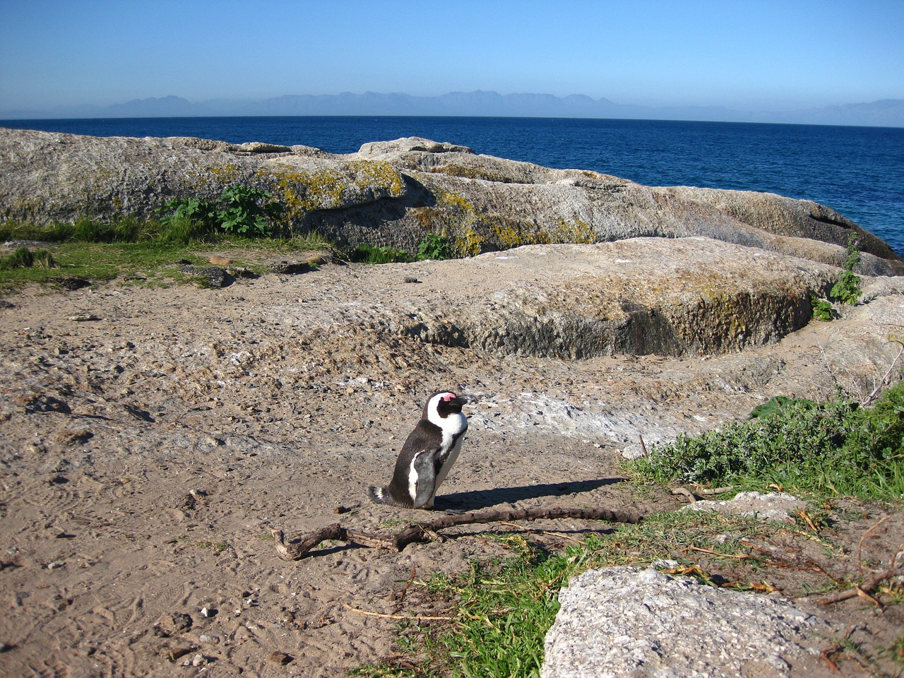 cape of good hope south africa penguin free photo