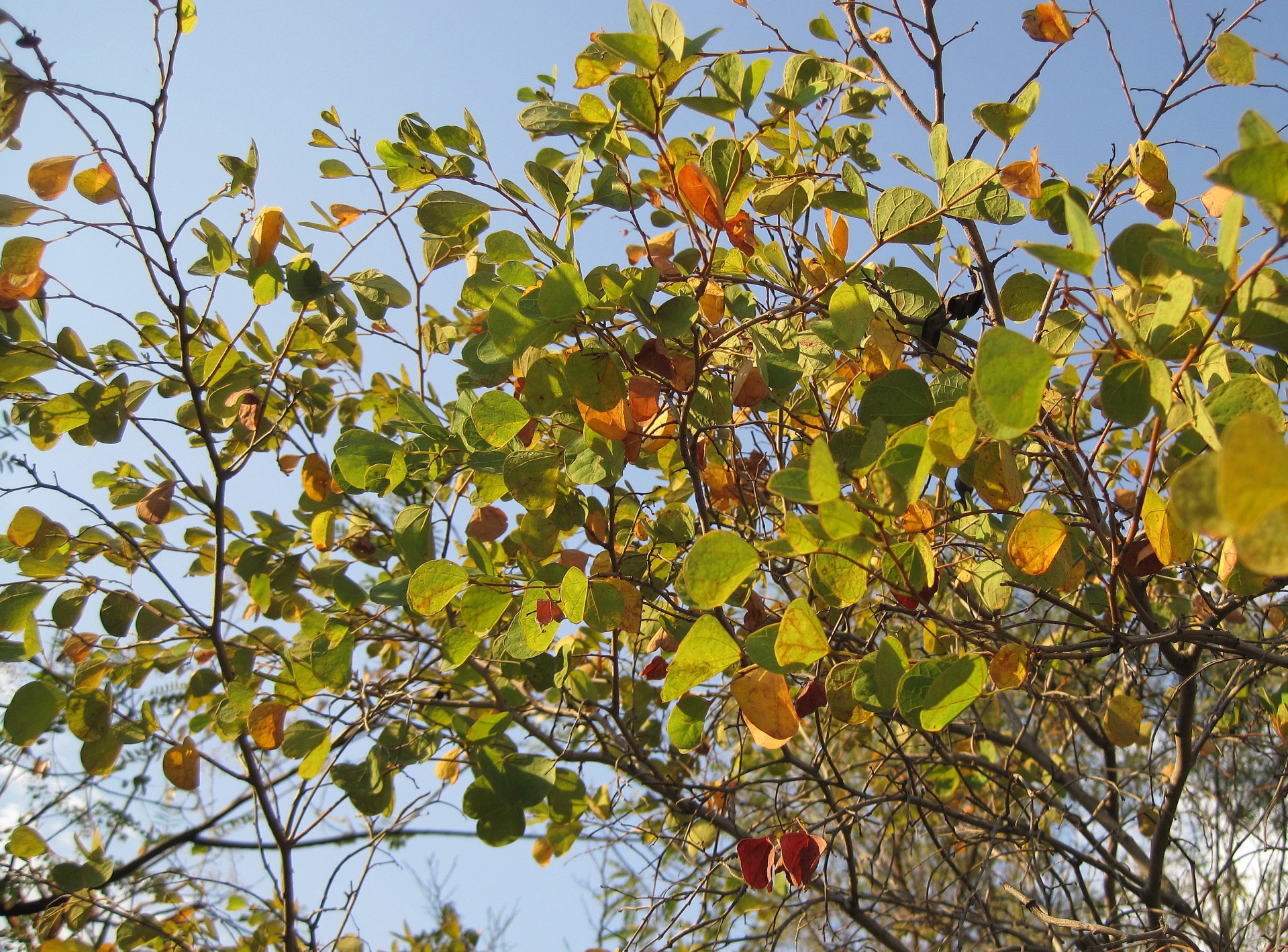 shrub branches leaves free photo