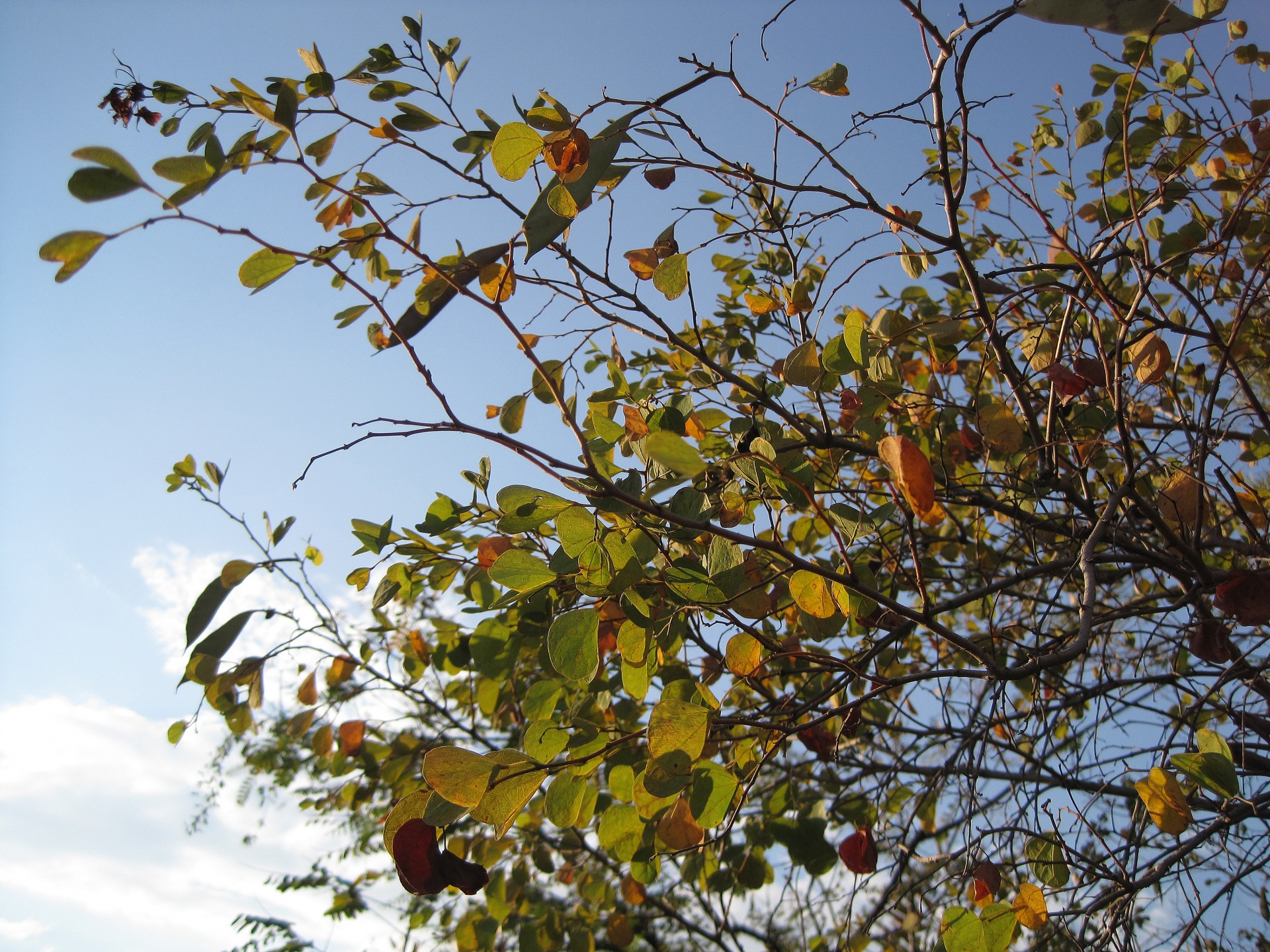 shrub branches leaves free photo