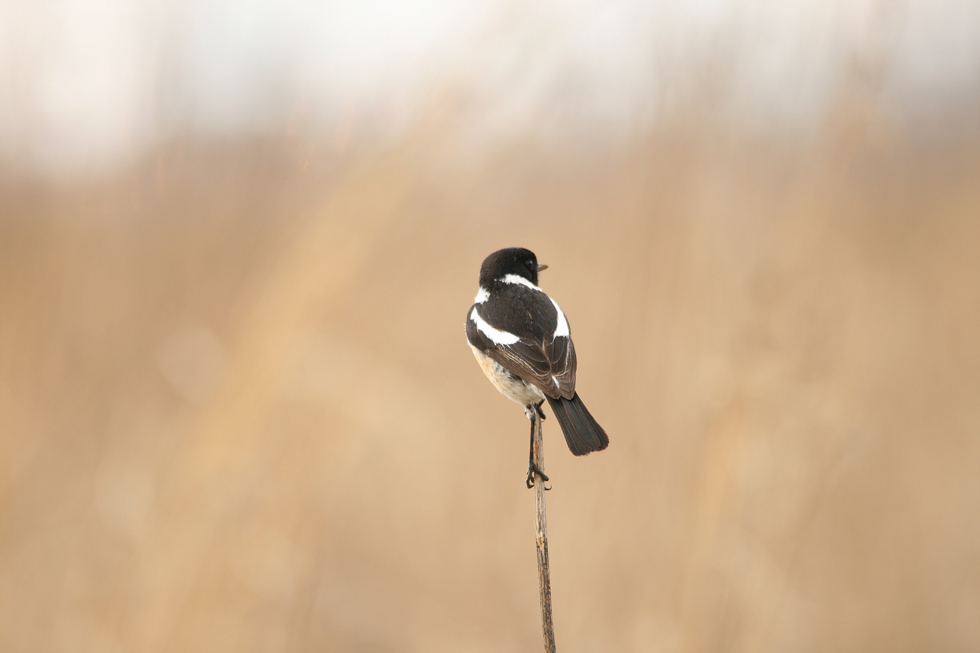 bird robin chat free photo