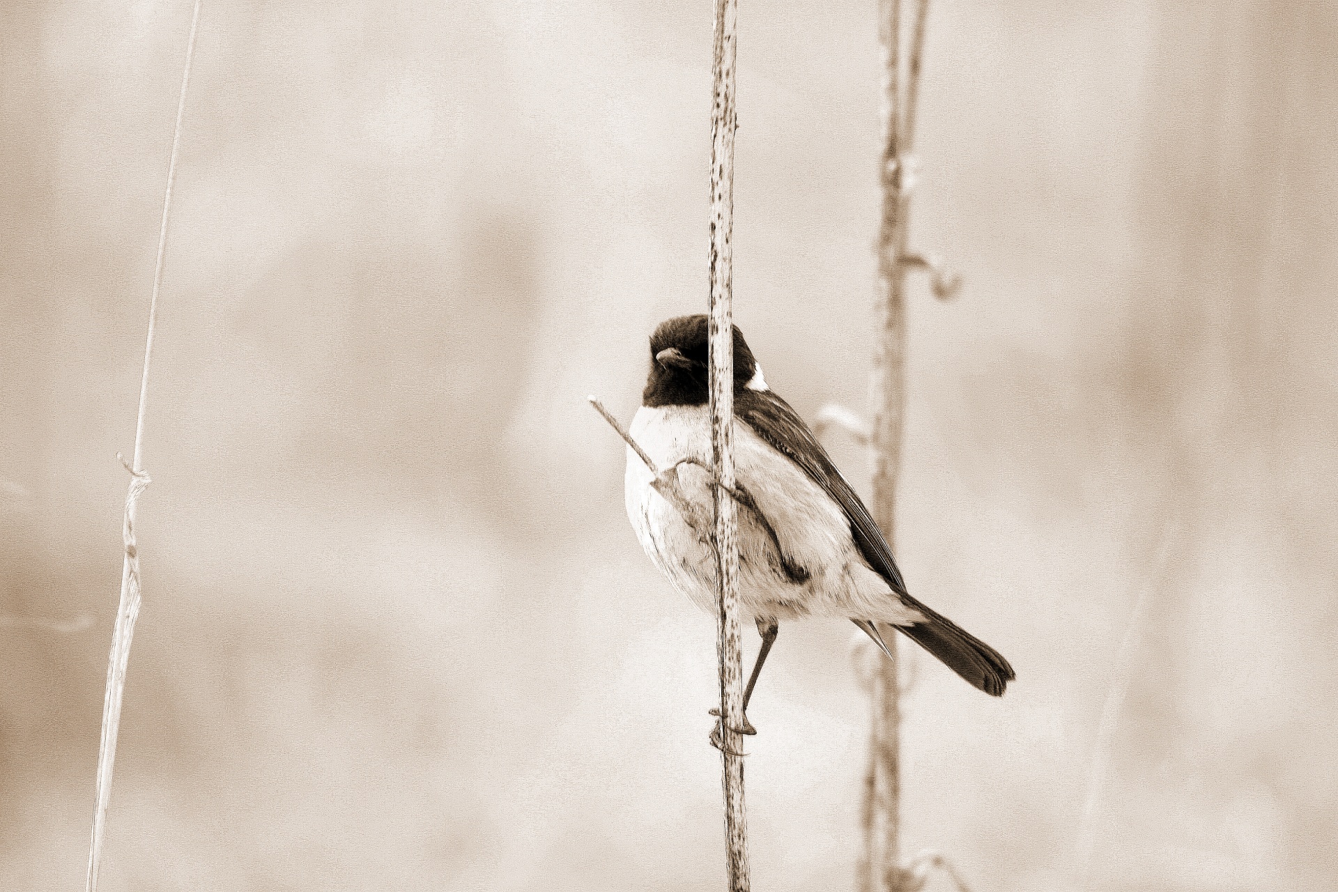 bird small veld free photo