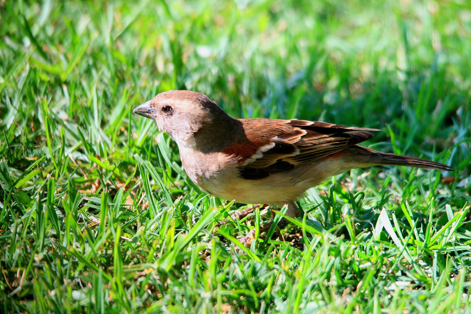 bird small sparrow free photo